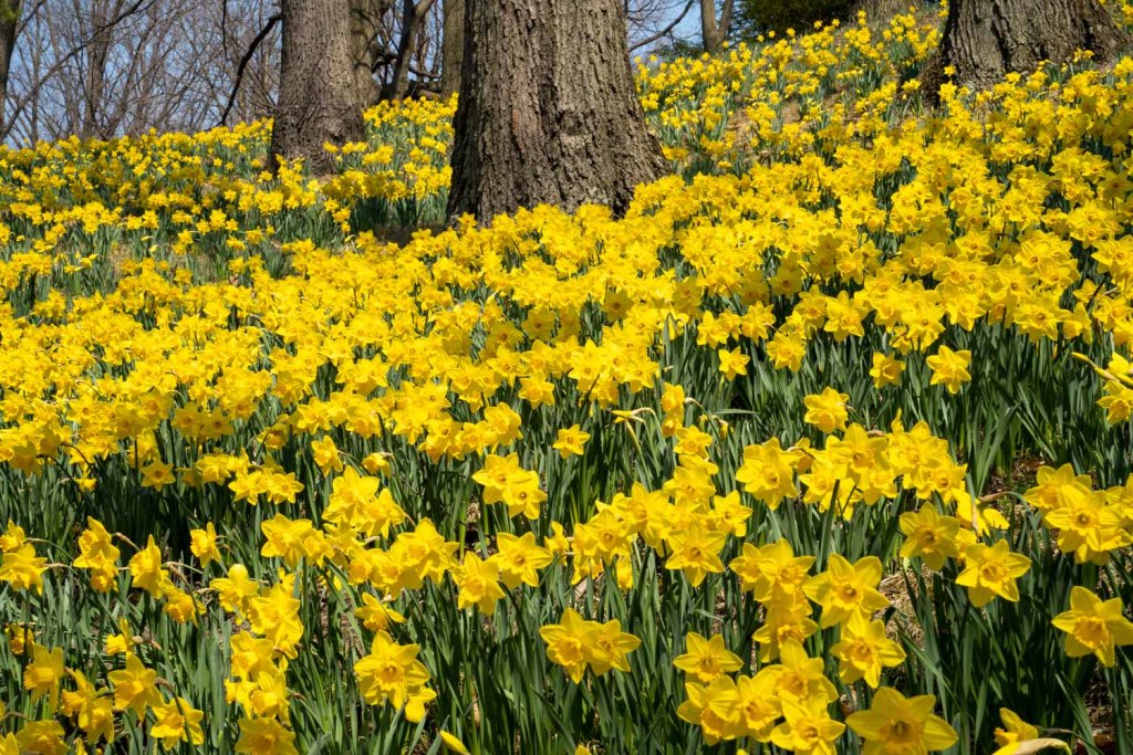 \"Daffodil